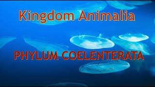 Phylum Cnidaria Coelenterata Characteristics and body forms [upl. by Hazmah656]