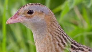 Corncrake Call [upl. by Rosenbaum]