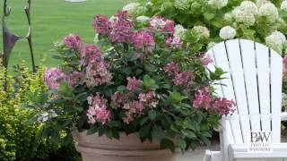 Little Quick Fire® Hydrangea paniculata [upl. by Florri]