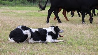 A Stock Dog in Action [upl. by Pruchno]