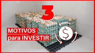 3 motivos para INVESTIR na PRODUÇÃO de OVOS CAIPIRAS [upl. by Inot547]