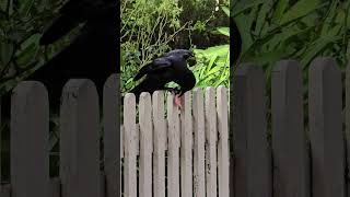 Black Crow bird on top of the fence Campbelltown Australia [upl. by Alyda214]