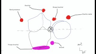 Arthrologie du membre supérieur Physiologie articulaire du coude [upl. by Hedvah900]