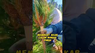 membuat akar bonsai pinus inspirasibonsai [upl. by Niessuh121]