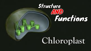 Chloroplast  Structure and Its Functions [upl. by Virgil]