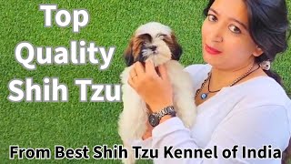 Shih Tzu Puppies Quality Show  Male Female  Best Kennel of India  KCI Registered [upl. by Schnapp]