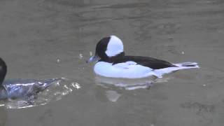 Bufflehead Diving Duck Bronx Zoo by dhamstermd [upl. by Yar]