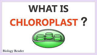 Chloroplast  Location Characteristics Structure amp Function [upl. by Notfol]