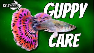 Guppy Fish Care 10 Things You Should Know About Guppies Great Beginner Fish [upl. by Krein]