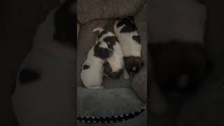 Newborn Baby puppies sleeping puppies shorts newbornpuppies [upl. by Warram]