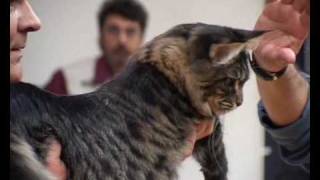 Speciale Maine Coon Club  Salsomaggiore Terme [upl. by Suneya]