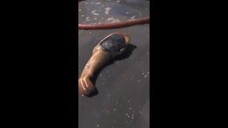 Amazing Giant Geoduck Clams Catching shorts short [upl. by Ailak]