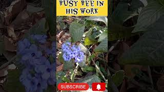 Honey bee videosBee buzzing sound effect [upl. by Dnalram]