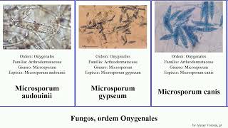 Fungos ordem Onygenales apis fungus canis chartarum Microsporum Ascosphaera Trichophyton Jesse [upl. by Annil954]