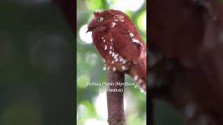 Species of Potoo  Part 2 potoo wildlife shorts [upl. by Tedman]