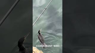 THE CORMORANT BIRDlook just done eating fish diving amazing hunter birds [upl. by Nylrehs]