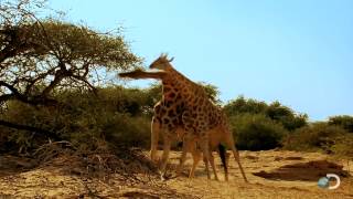 Giraffes Fighting to Dubstep [upl. by Rocky]