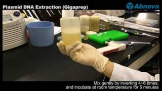 Plasmid DNA Extraction Gigaprep [upl. by Doss]