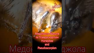 Медоносна Бджола та Псевдоскорпіон Honeybee amp Attached Pseudoscorpion Kyiv Ukraine 29052024 [upl. by Atokad]