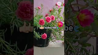 Easy to grow flowering plants tablerosestamil song gardenshots telugu teluguuniquemomstyle [upl. by Ingemar]