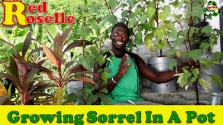 Growing Sorrel In A Pot  Agrosuede [upl. by Esemaj]