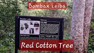 Arboretum collection  RedCottonTree [upl. by Banebrudge612]