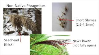 Native vs Non Native Phragmites [upl. by Amme202]