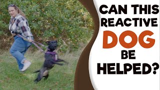 How to STOP Dog Aggression to DogsPeople [upl. by Fulbright]