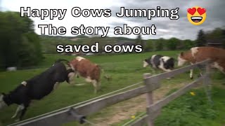 Happy Saved Cows Jumping for joy [upl. by Rissa]