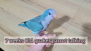 7 to 8 weeks old quaker parrot talking  Baby monk parakeet talking🦜 [upl. by Nananne818]