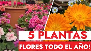 🌸5 Hermosas Plantas Que FLORECEN Todo EL AÑO ☀️ Resistentes Al SOL Para Jardín y Macetas [upl. by Randolph]