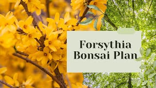 Forsythia Bonsai Plant  Pruning before Flowering Bonsai Diary 17 [upl. by Joellen293]