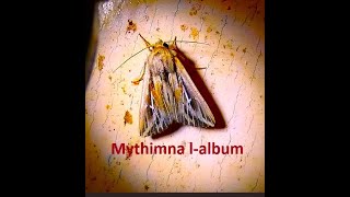 The L album wainscot Mythimna l album [upl. by Uund]