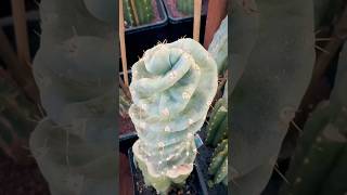 Forbesii Spiral Cereus graft on the grow cactusjeff grafts cactus [upl. by Sel]