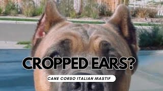 Should you crop your Cane Corso’s EARS  THE GREAT DEBATE [upl. by Aitat]