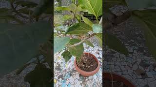 4 years old banyan tree Bonsai [upl. by Yarled663]