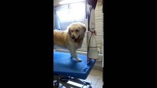 Kylie golden retriever brushing [upl. by Herzberg]