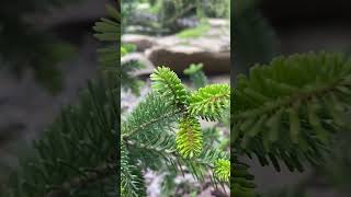 Abies balsamea Bruces Variegated 💚🌲💚070824🌲 [upl. by Ereveneug692]