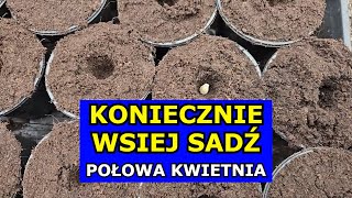 KONIECZNIE Wysiej Sadź te Warzywa w Połowie Kwietnia Co siać sadzić w Kwietniu Kalendarz Ogrodnika [upl. by Dempstor]