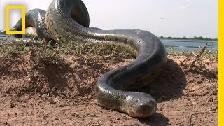 Giant Anaconda snake attacks small boat [upl. by Cirdes595]