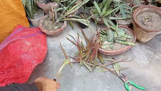 quotHow to grow dracaena plant cutting in water with simple carequot easygardeningwithtalha [upl. by Alyakcm]