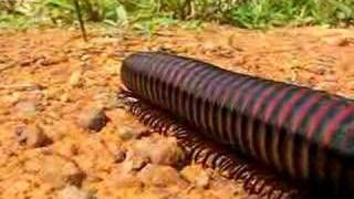 Millipede [upl. by Andris]