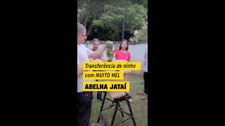 Você atraiu abelhas Jataí para um ninho provisório mas a colmeia tem muito mel abelhajataí [upl. by Aiuhsoj43]