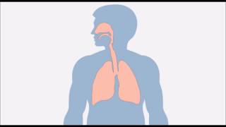 Inflammation des poumons pneumonie [upl. by Erialc179]