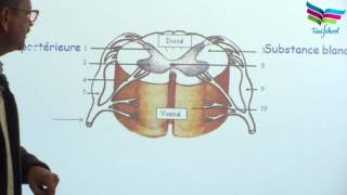 Structure du système nerveux [upl. by Akiemehs]