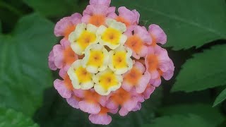 West Indian Lantana Flora Plant flower Nature Video Youtube YoutubeVideo YTStudio YTVideo [upl. by Onra]