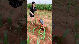 48V lithium battery micro tiller weeding soil turning furrowing electric weedingshortsvideo😱 [upl. by Ninnahc]