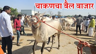 चाकणचा प्रसिद्ध बैल बाजारदि 4052024…Chakan Bail BajarBail Bazar chakanChakan [upl. by Tterrej871]