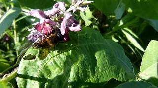 Giant Resin Bee Visiting Kudzu Flowers オオハキリバチ＠クズ吸蜜 [upl. by Radnaxela]