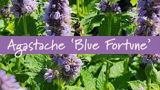 Agastache Blue Fortune at Prides Corner Farms [upl. by Evette]